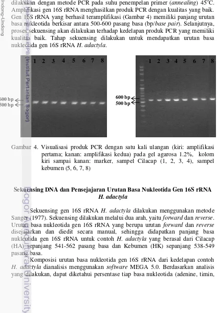 Gambar 4. Visualisasi produk PCR dengan satu kali ulangan (kiri: amplifikasi 