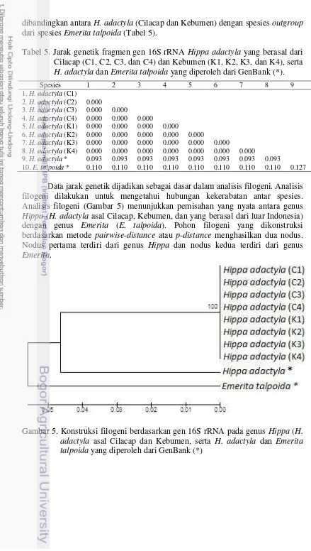 Tabel 5. Jarak genetik fragmen gen 16S rRNA Hippa adactyla yang berasal dari 