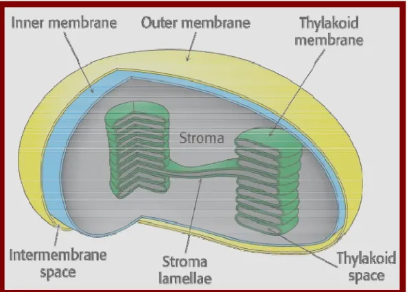 Gambar 2.  Pembesaran struktur tiga dimensi dari kloroplas.                            Sumber : Becker et al
