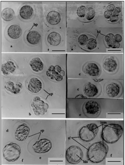 Gambar 2. Berbagai kelainan pada embrio praimplantasi mencit SwissGambar 2 Webster yang diberi perlakuan dengan toksin-T-2 dosis 0.5mg/kg berat badan