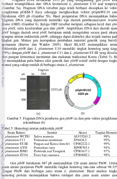 Tabel 5  Homologi urutan nukleotida plnW 