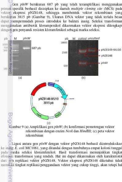 Gambar 9 (a) Amplifikasi gen plnW; (b) konfirmasi pemotongan vektor        