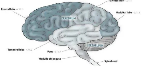 Gambar 2.1. Bagian-bagian Otak (CDC, 2004). 