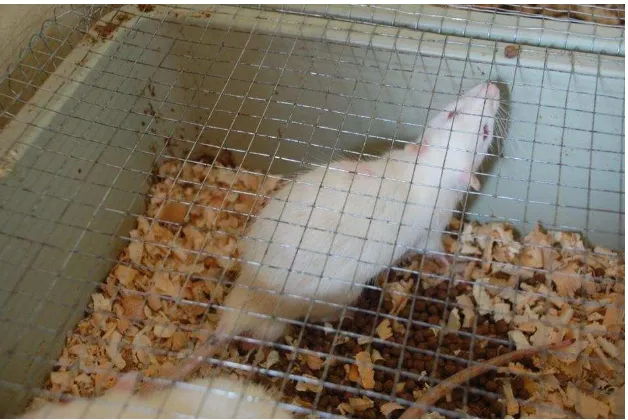 Gambar 2.3. Tikus (Rattus norvegicus) (Cholisoh, 2008) 