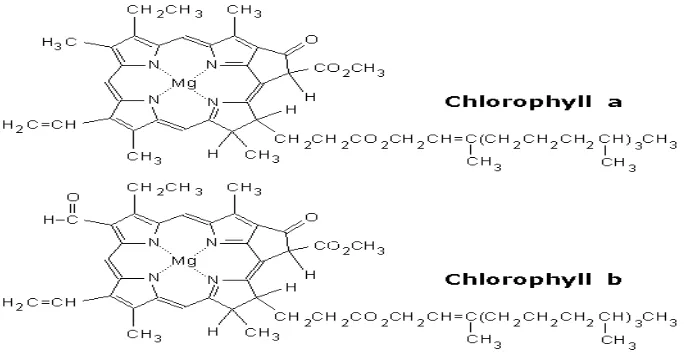 Gambar 3. Struktur kimia klorofil a dan klorofil b (Taiz dan Zeiger, 1991).  