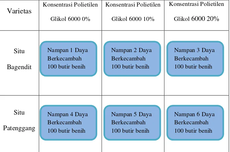 Tabel 4. Rancangan perkecambahan benih padi gogo. 