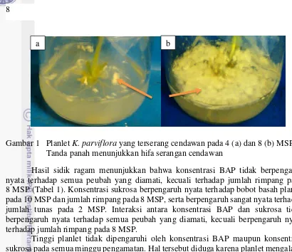 Gambar 1   Planlet K. parviflora yang terserang cendawan pada 4 (a) dan 8 (b) MSP 