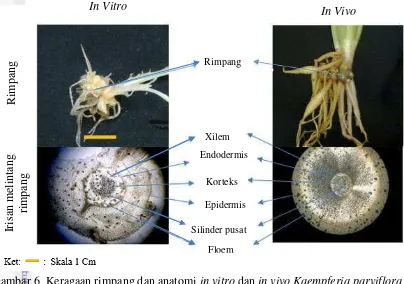 Gambar 7   Keragaan tangkai daun dan anatomi in vitro pada 8 MSP dan in vivo pada 12 bulan setelah aklimatisasi K