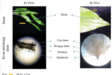 Gambar 8  Keragaan daun anatomi daun in vitro dan in vivo Kaempferia parviflora 