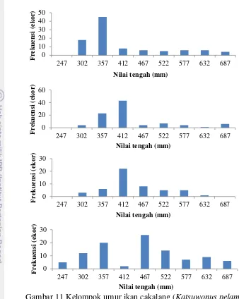 Gambar 11 Kelompok umur ikan cakalang ( Katsuwonus pelamis) 