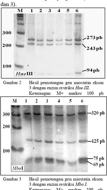 Gambar 1  Hasil amplifikasi gen miostatin ekson 3. 
