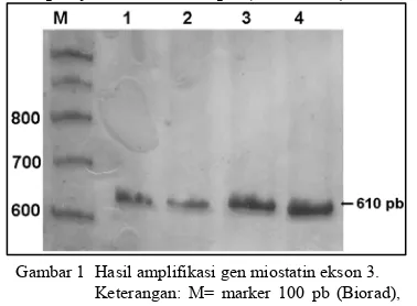 Gambar 3  Hasil pemotongan gen miostatin ekson 