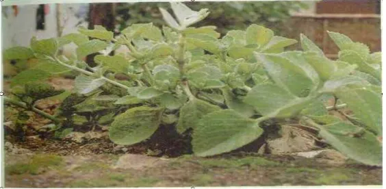 Gambar 1. Daun Torbangun (Coleus amboinicus Lour) 