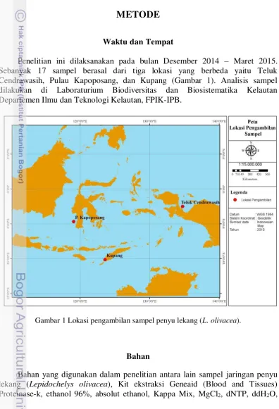 Gambar 1 Lokasi pengambilan sampel penyu lekang (L. olivacea). 