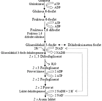 Gambar 5 Jalur Embden Meyerhof Parnas (EMP) pada Bakteri Asam Laktat Homofermentatif. Sumber: Salminen et al 2004 