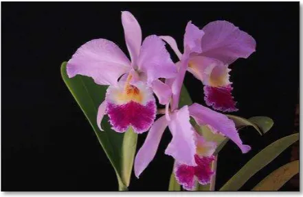 Gambar 1. Bunga anggrek Cattleya labiata autumalis 