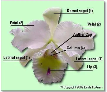 Gambar 2. Struktur bunga anggrek Cattleya 