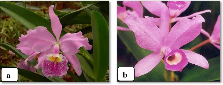 Gambar 3. (a) bunga anggrek Cattleya gigas, (b) bunga anggrek C. skinneri 