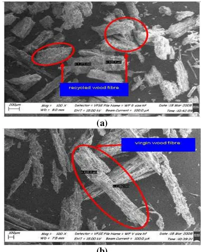 Fig. 8. Fracture surface of tensile specimen for 30% filler in (a) recycled WPC, and (b) non-recycled WPC 