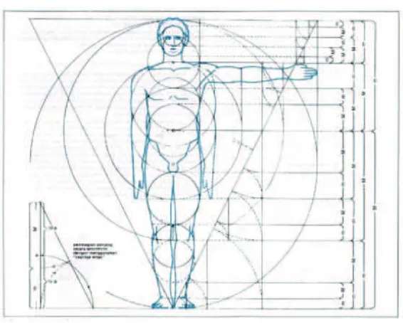 Gambar 5. Perbandingan anatomi tubuh manusia. 