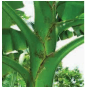 Gambar 10. Pohon pisang antara batang dan daun 