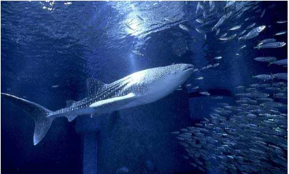 Gambar 2 :  Osaka Aquarium, adalah salah satu kawasan yang memperkenalkan para pengunjungnya mengenai dunia air dan makhluk-makhluk yang hidup didalamnya