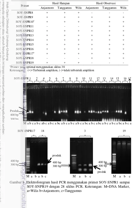 Gambar 3  Elektroforegram hasil PCR menggunakan primer SOY-SNPR1 sampai 