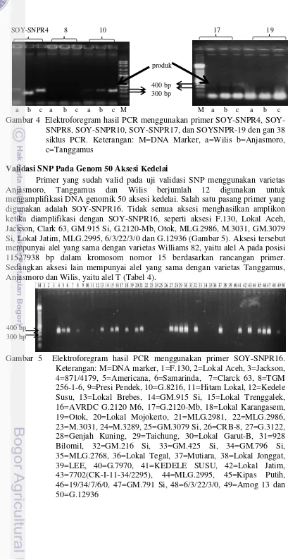Gambar 4  Elektroforegram hasil PCR menggunakan primer SOY-SNPR4, SOY-