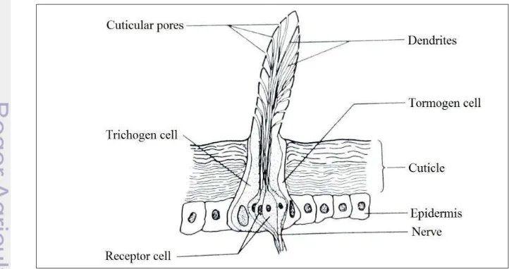 Figure 7  Schematic of sensilla anatomy (Chapman 1998)  