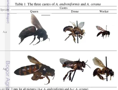 Table 1  The three castes of A. andreniformis and A. cerana 