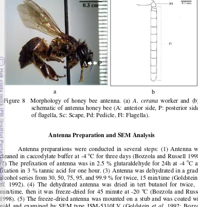 Figure 8  Morphology of honey bee antenna. (a)  