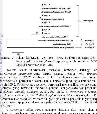Gambar 5 Pohon filogenetik gen 16S rRNA aktinomiset  culturable yang 