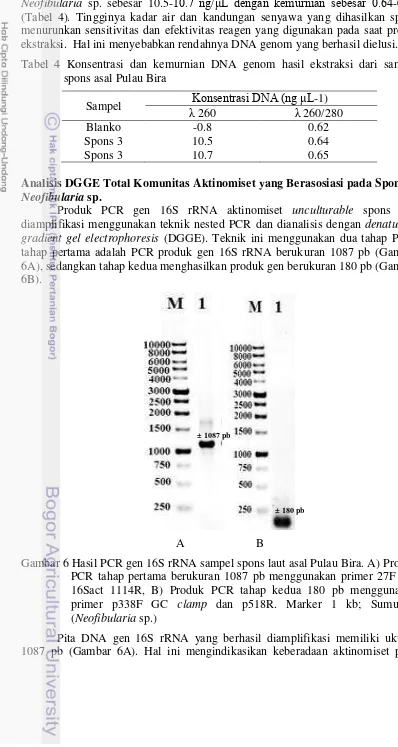 Tabel 4 Konsentrasi dan kemurnian DNA genom hasil ekstraksi dari sampel    