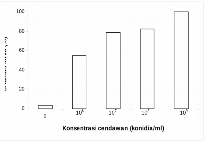 Gambar 1.  Rata-rata mortalitas larva C. pavonana instar II tujuh hari setelah aplikasibeberapa konsentrasi konidia B