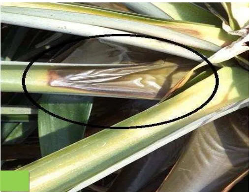 Gambar 1. Sampel tanaman nanas dari perkebunan PT NTF dengan gejala busuk melepuh pada daun