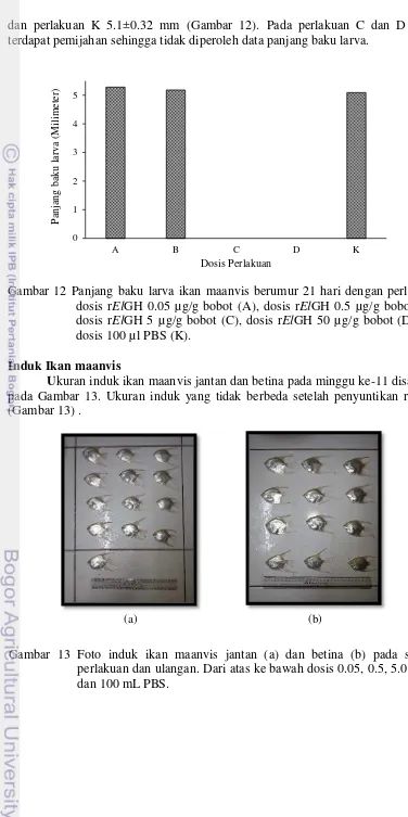 Gambar 12 Panjang baku larva ikan maanvis berumur 21 hari dengan perlakuan  