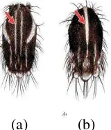 Gambar  6. Perbedaan Mesonotum (a) Aedes aegypti dan (b) Aedes albopictus (perbesaran 100x) (Rahayu, 2013)