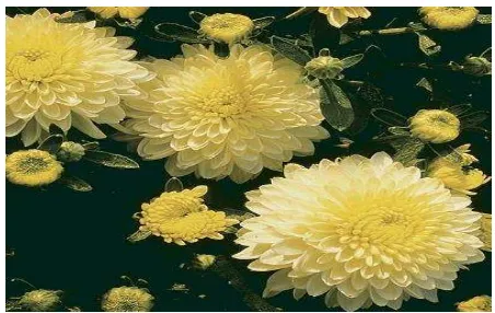 Gambar 10. Bunga krisan ( Crhysanthemum morifolium) (http://www.finegardening.com) 