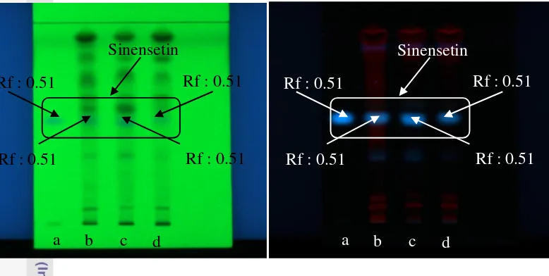 Gambar 1 Noda sinensetin pada pelat KLT pada λ 254 nm dan 366 nm standar     
