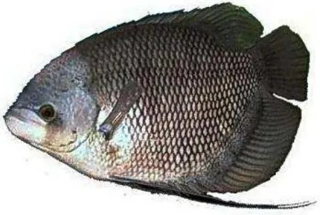 Gambar 1. Morfologi Ikan Gurami 