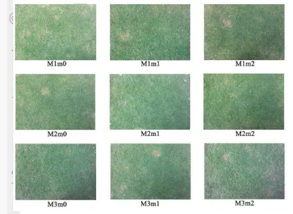 Gambar 11  Warna yang ditampilkan rumput saat 9 MST 