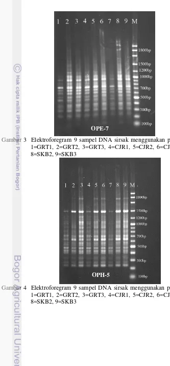 Gambar 4  Elektroforegram 9 sampel DNA sirsak menggunakan primer OPH-5. 