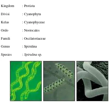 Gambar 1. Pengamatan Spirulina sp. di bawah mikroskop (Henrickson, 2009). 