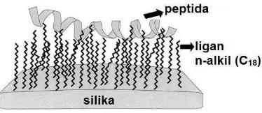 Gambar 5. Skema interaksi peptida dengan ligan hidrofobik amobil 