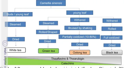 Gambar 2 Proses pengolahan berbagai jenis teh (Sumber : Dias et al.  2013)  Perbedaan  proses  pada  teh  setelah  dipetik  akan  menyebabkan  perbedaan  kandungan  fenol  pada  teh