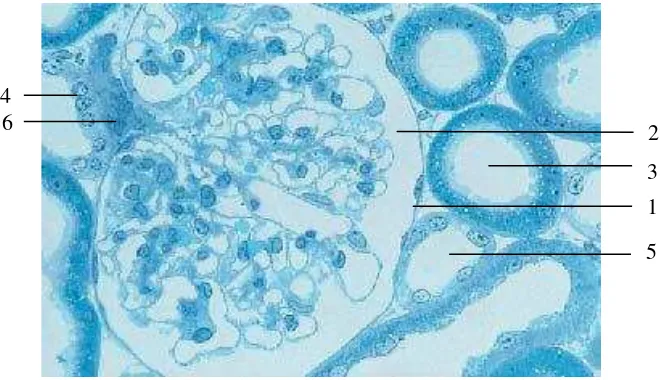 Gambar 3. Histologi glomerulus ginjal normal manusia (Sumber:   Kuehnel, 2003). 