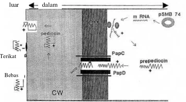 Gambar 1  Model hipotesis biosintesis molekul pediocin AcH (Jack et al. 1995).                    CW = dinding sel, OM = membran luar 