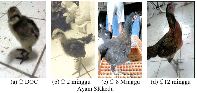Gambar 1 Ayam yang digunakan dalam penelitian ini (keduSK) (a) DOC, (b) 2 Minggu,(c) 8 Minggu, (d) ♂ 12 Minggu, (e) ♀ 12 Minggu 