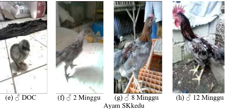 Gambar 2  Ayam yang digunakan pada penelitian ini (SKkedu) (a) ♀ DOC, (b) ♀ 2 minggu, (c) ♀ 8 Minggu, (d) ♀12 minggu, (e) ♂ DOC, (f) ♂ 2 Minggu, (g) ♂ 8 Minggu, (h) ♂ 12 Minggu 