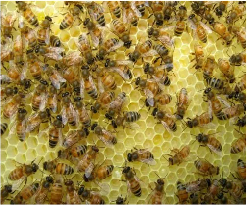 Figure 1: The colonies of Bees’